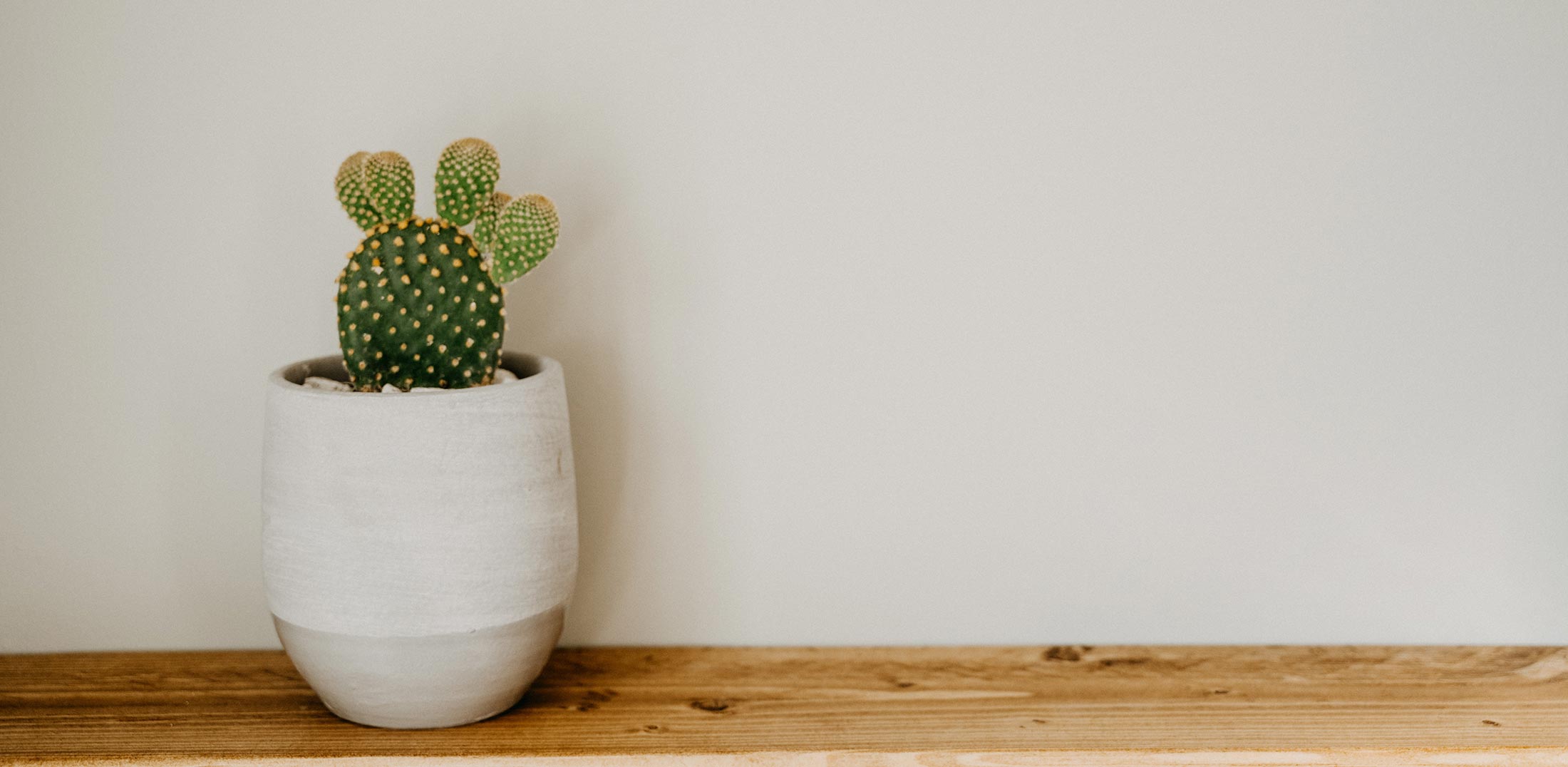 A tiny cactus in our Tampa Website design office