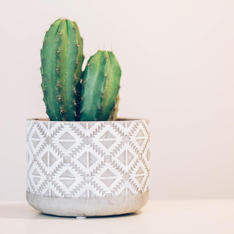 A tiny cactus on our Tampa desk